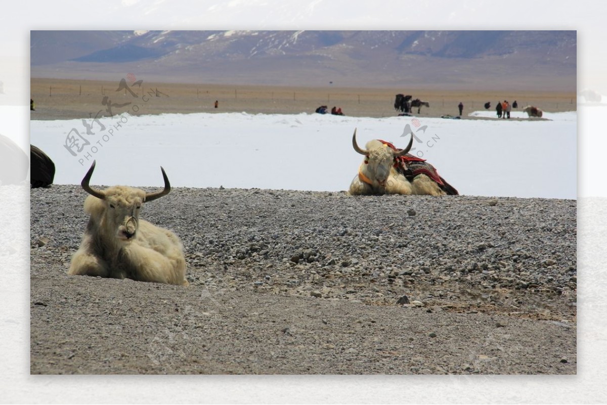 藏羚羊
