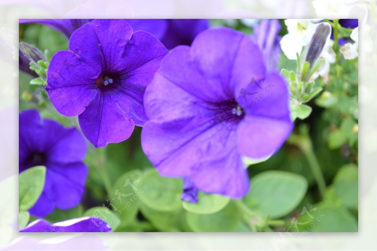 紫色鲜花开花