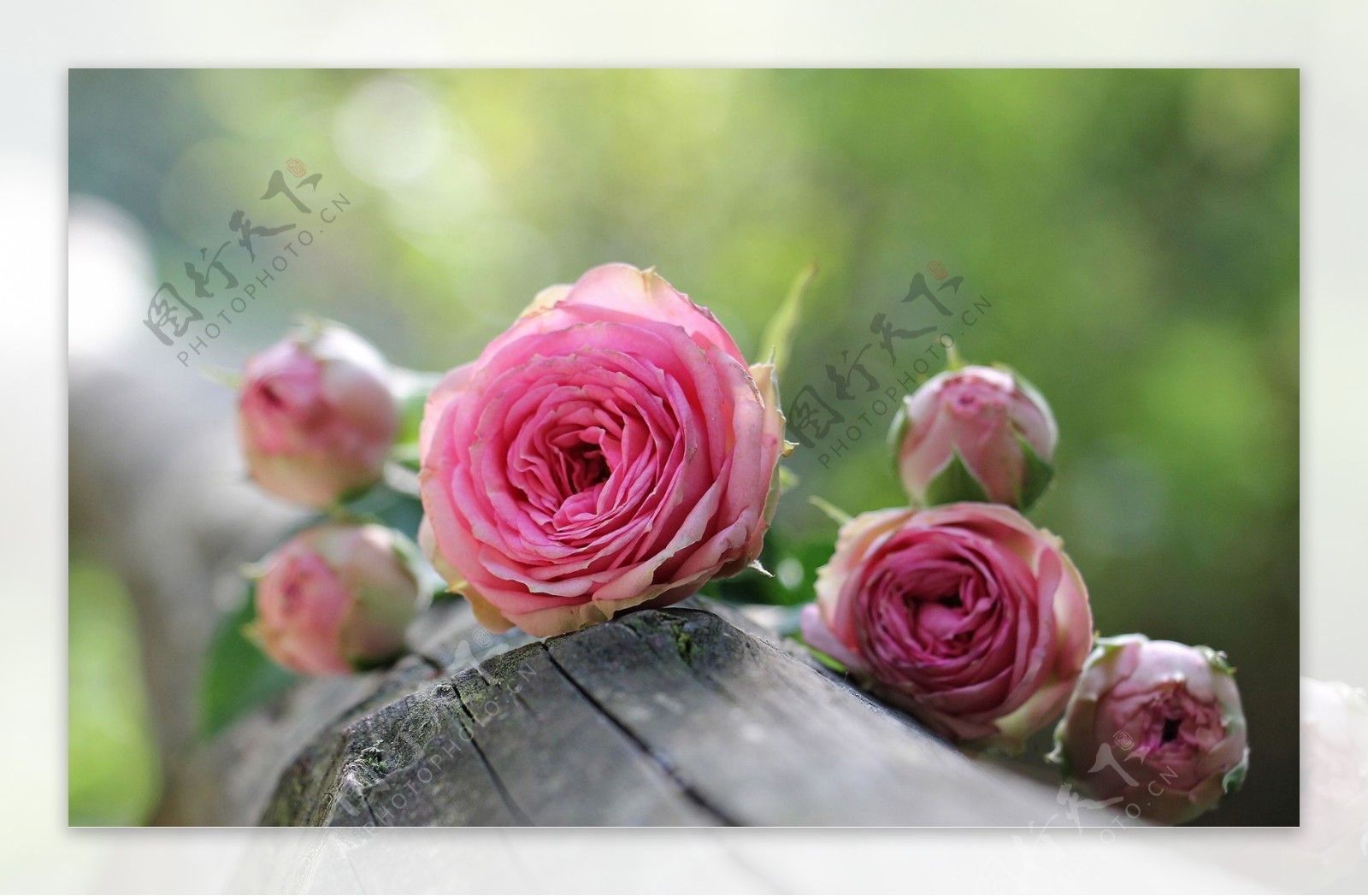 浪漫的粉色玫瑰花