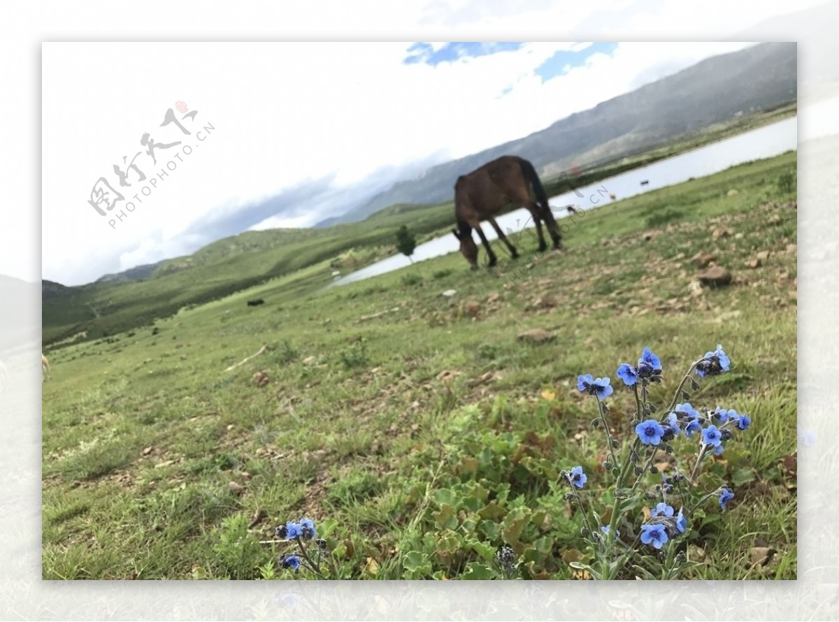 马湖泊高山雪山吃草