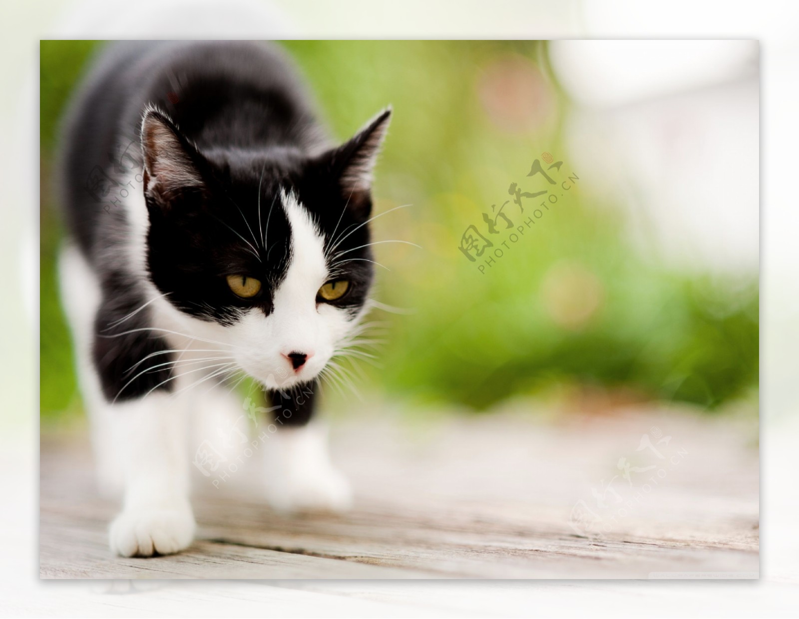 黑白色猫摄影图高清摄影大图-千库网