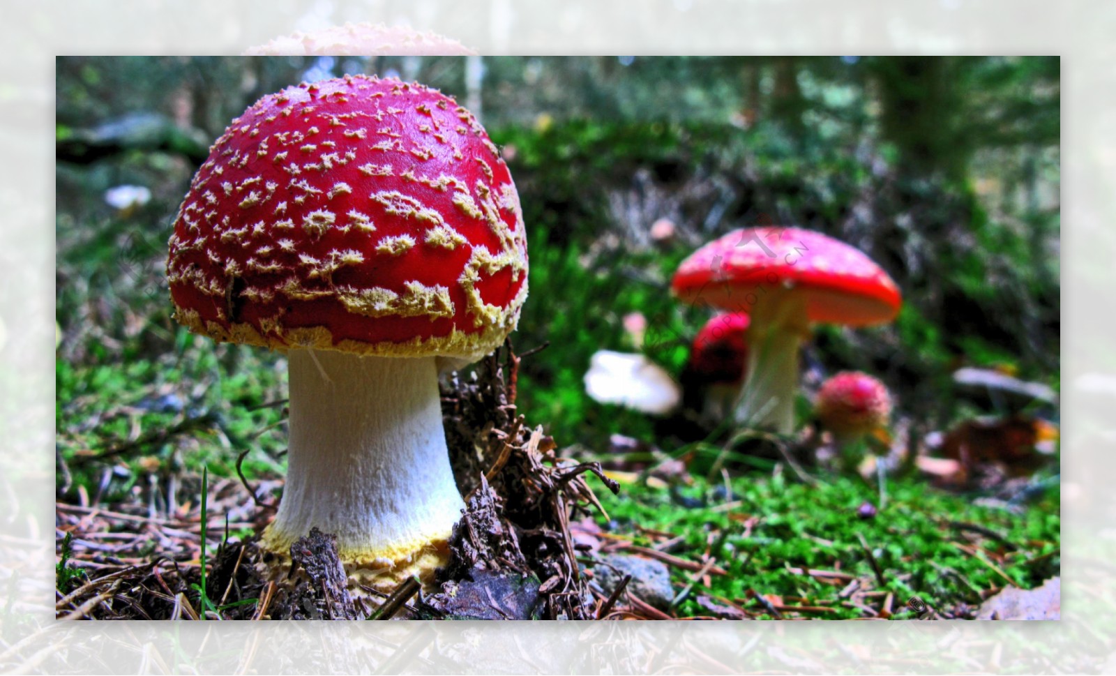 蘑菇中毒及其处理原则 - 知乎