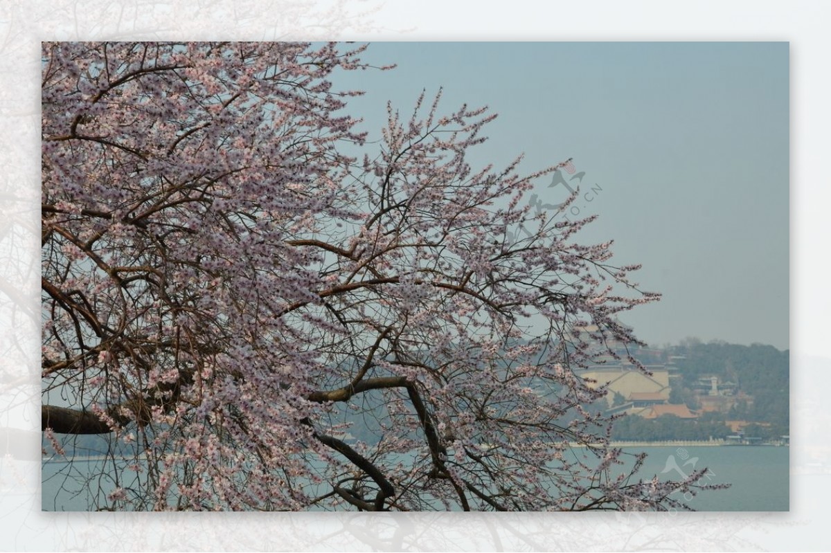 颐和园山桃花