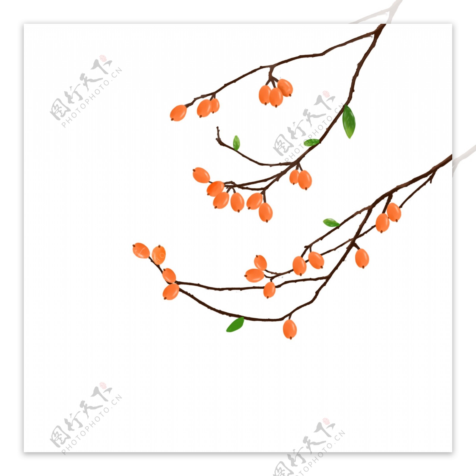 夏至枇杷果实枝叶纯手绘png