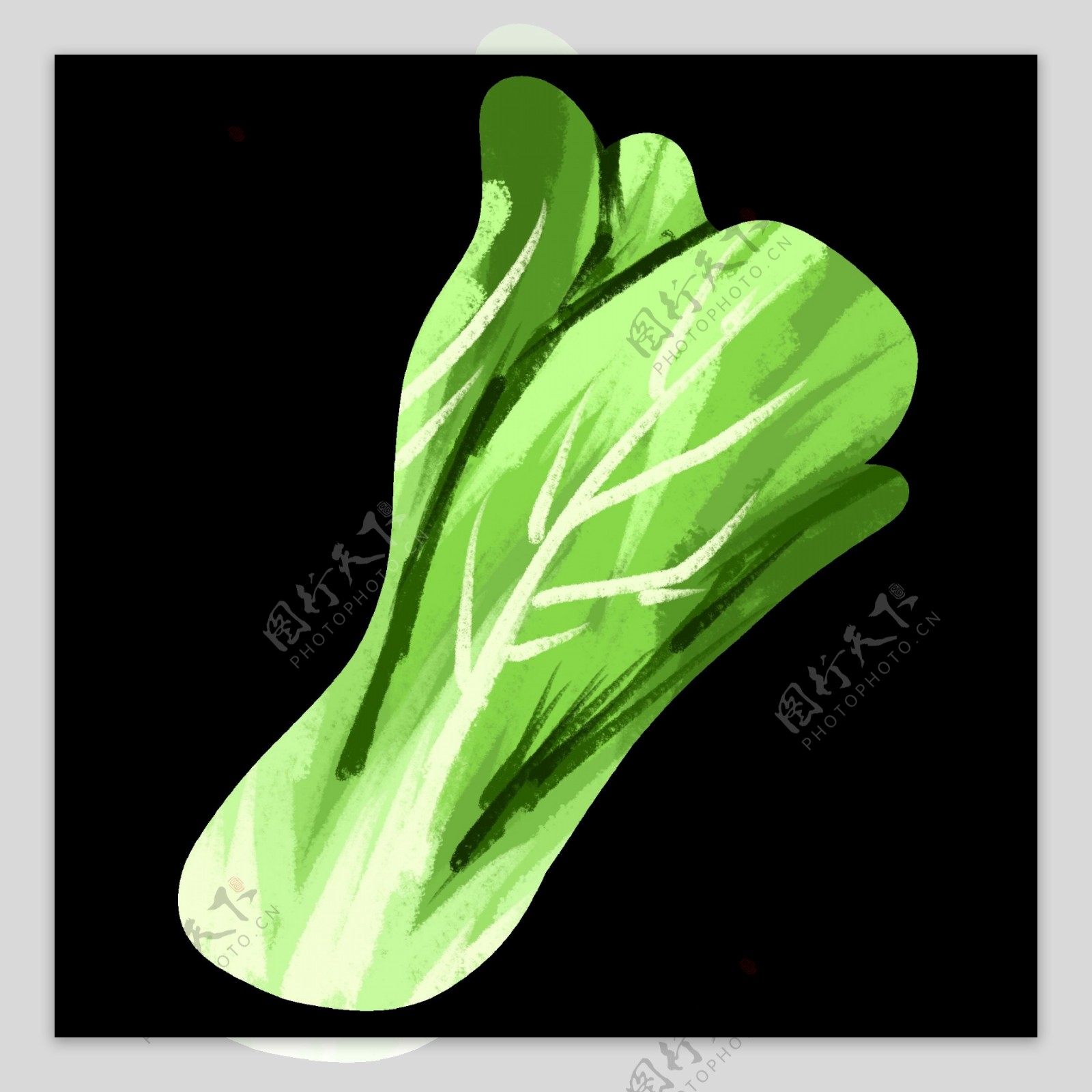 手绘写实青菜油菜