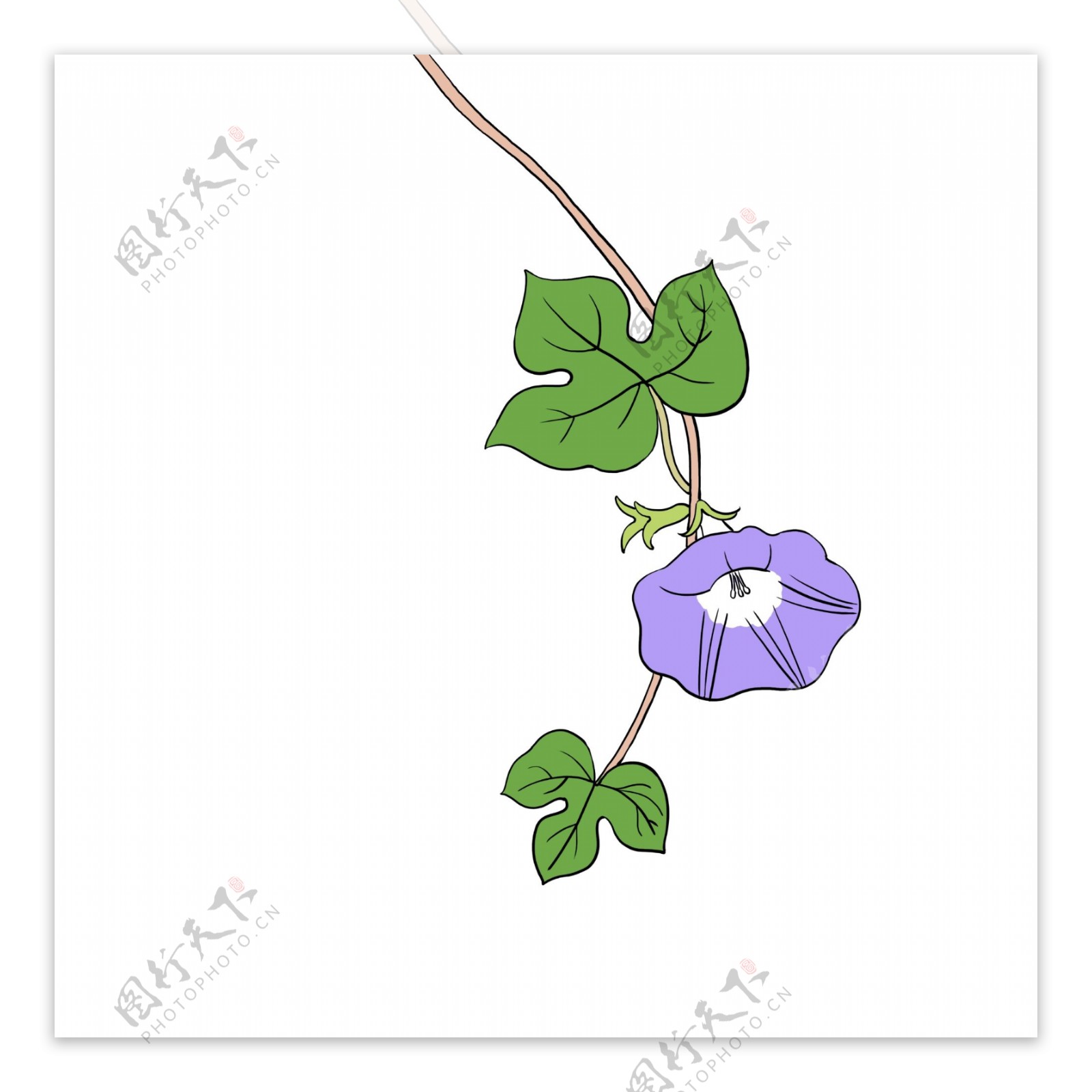 手绘花卉植物紫色牵牛花