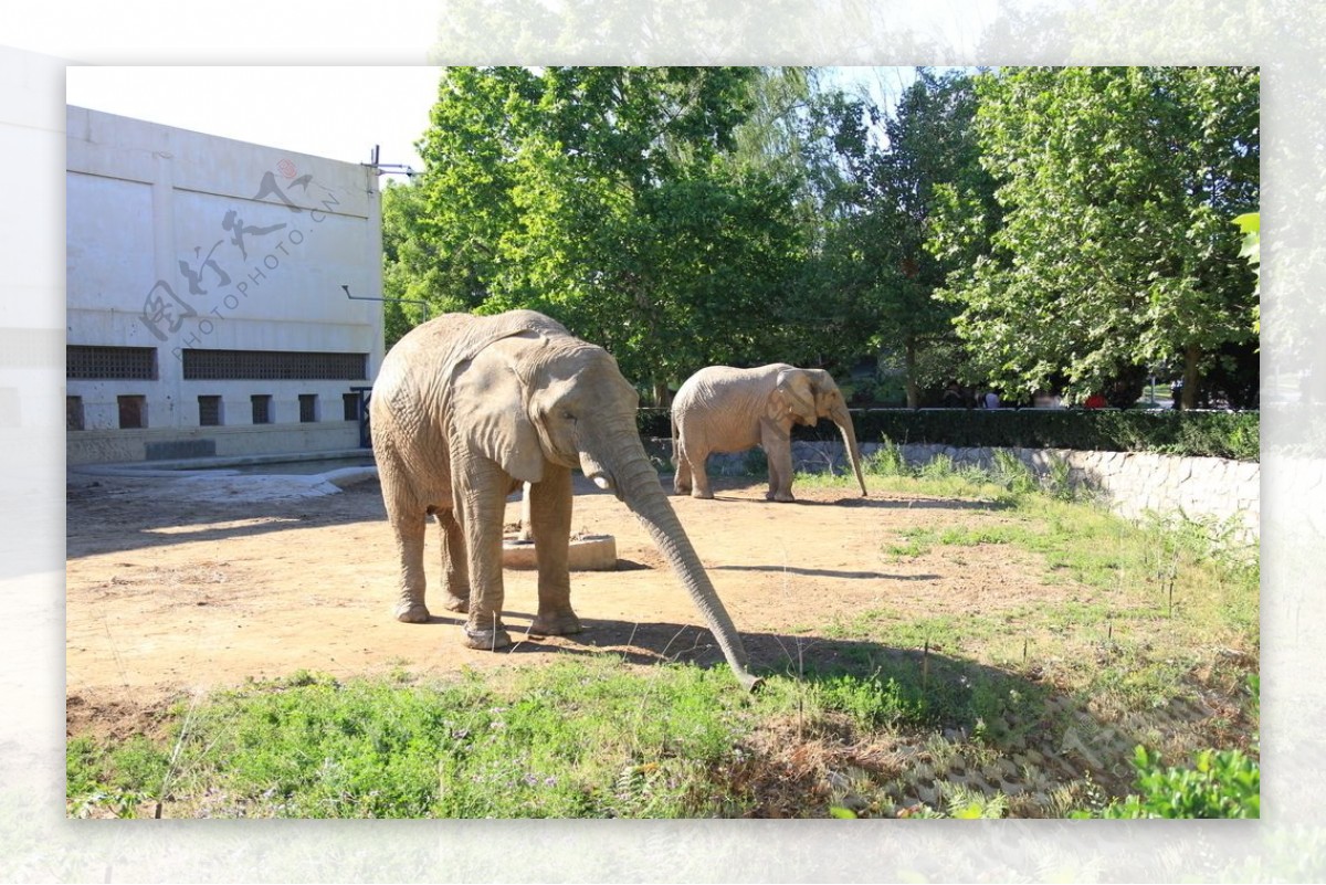 北京动物园大象