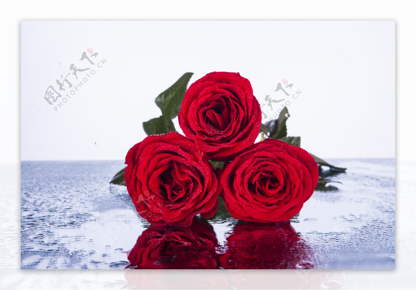 三朵鲜艳红色玫瑰花