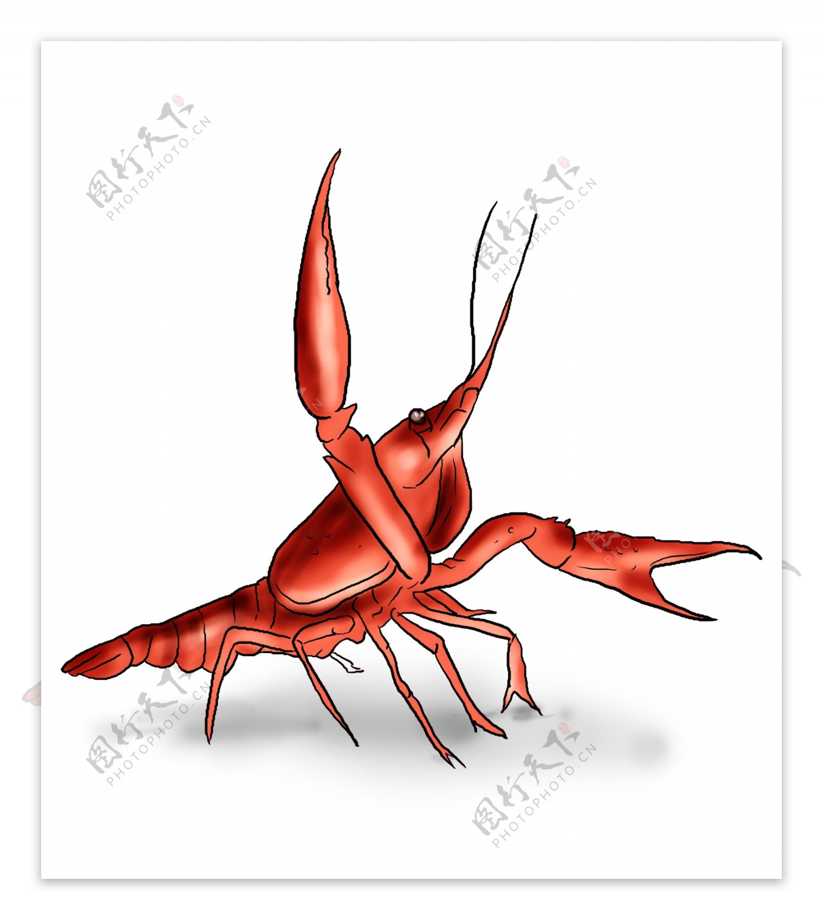 手绘一只红色小龙虾