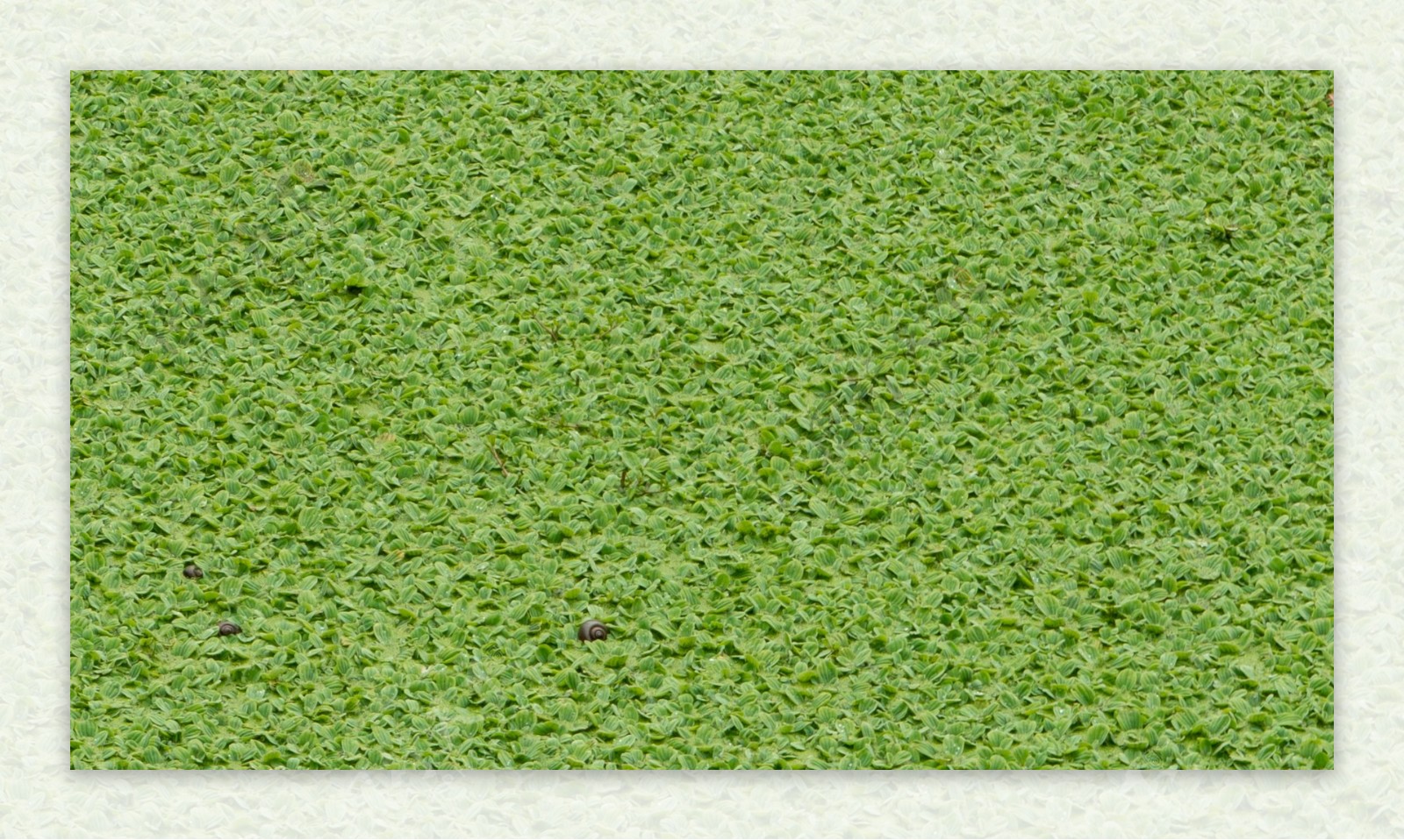 湖面水草元素壁纸摄影