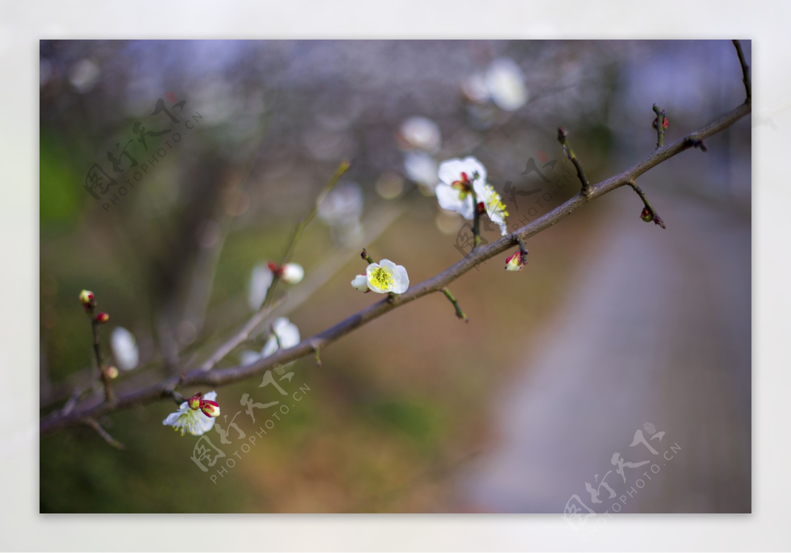 春天之梨花商用摄影2
