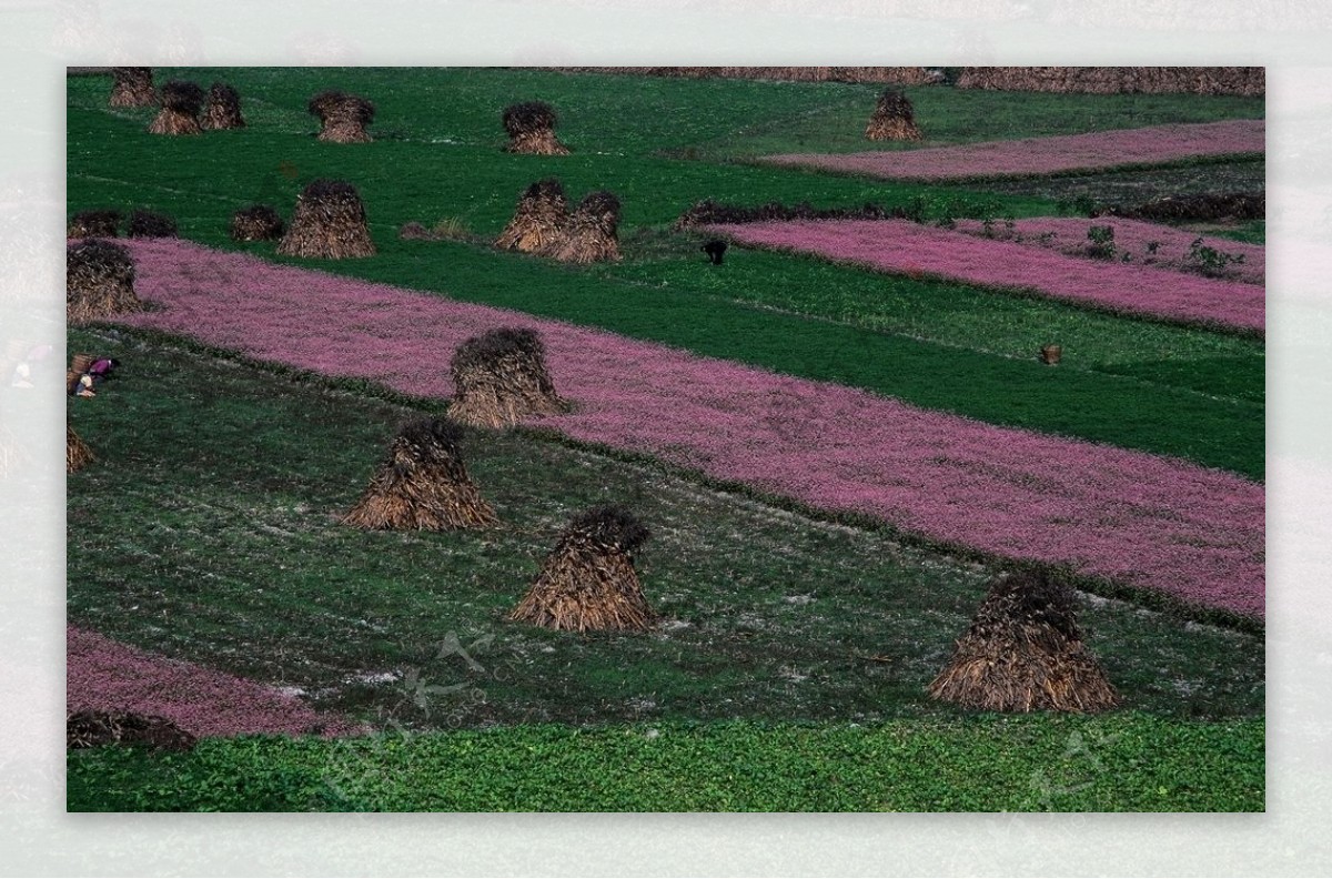 风光风景