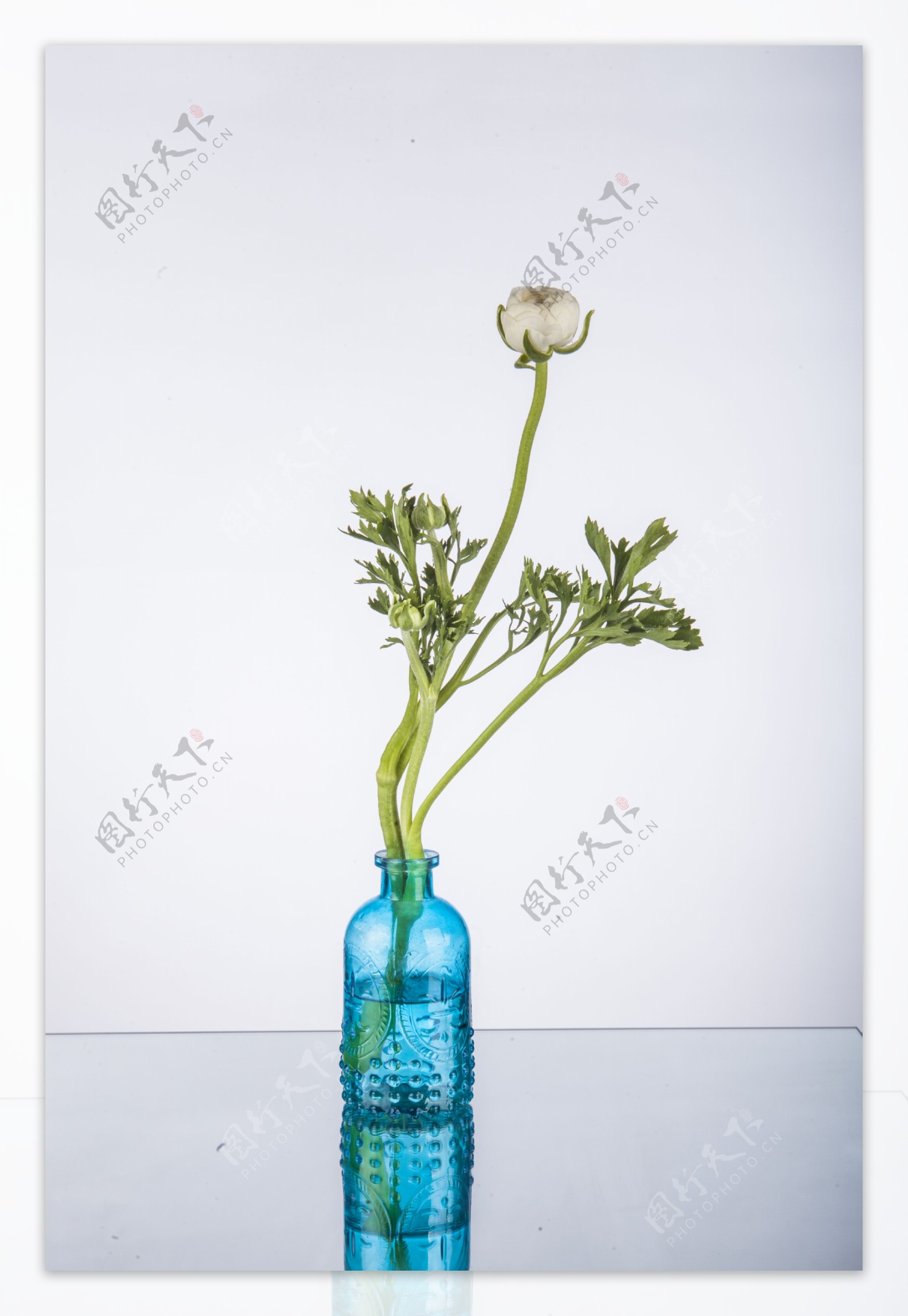 植物花卉特写摄影图