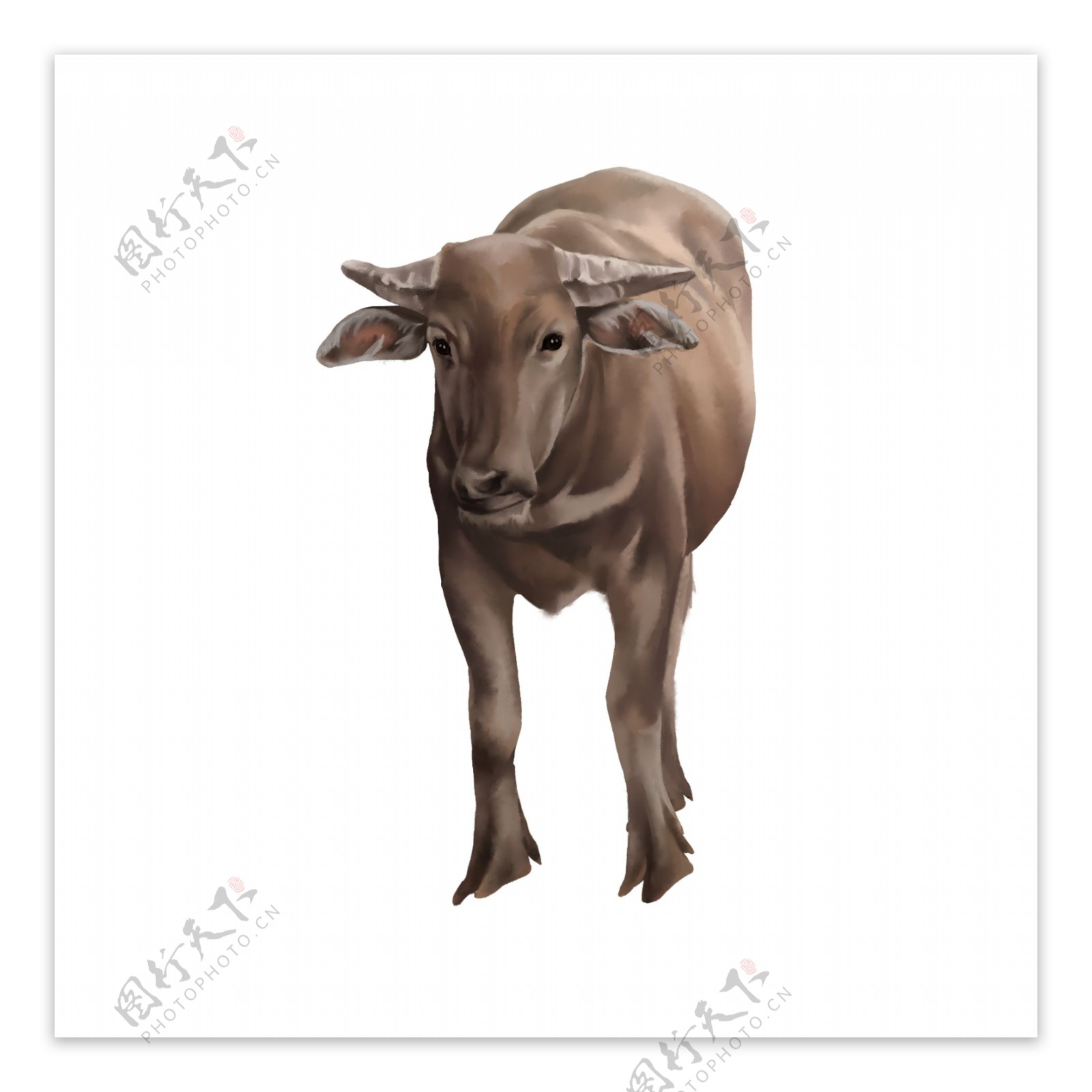 水牛写实水牛绘画放牧水牛