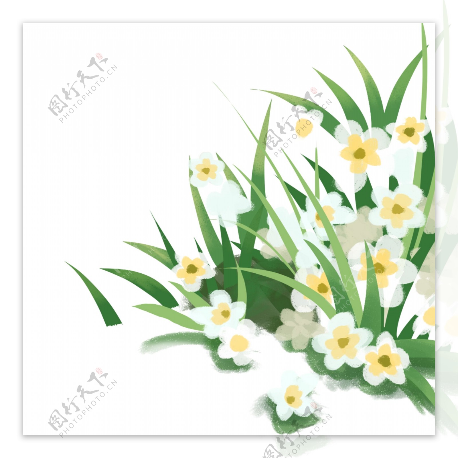 白色花朵花草装饰