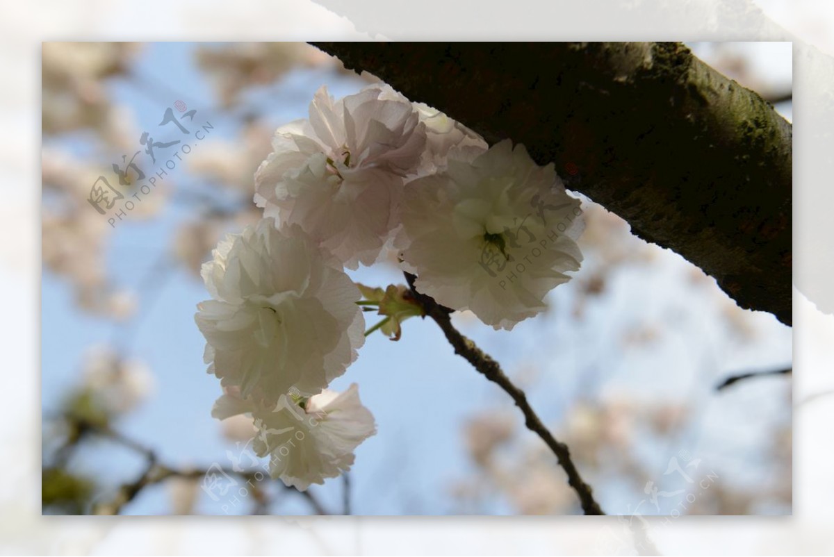 关山樱花