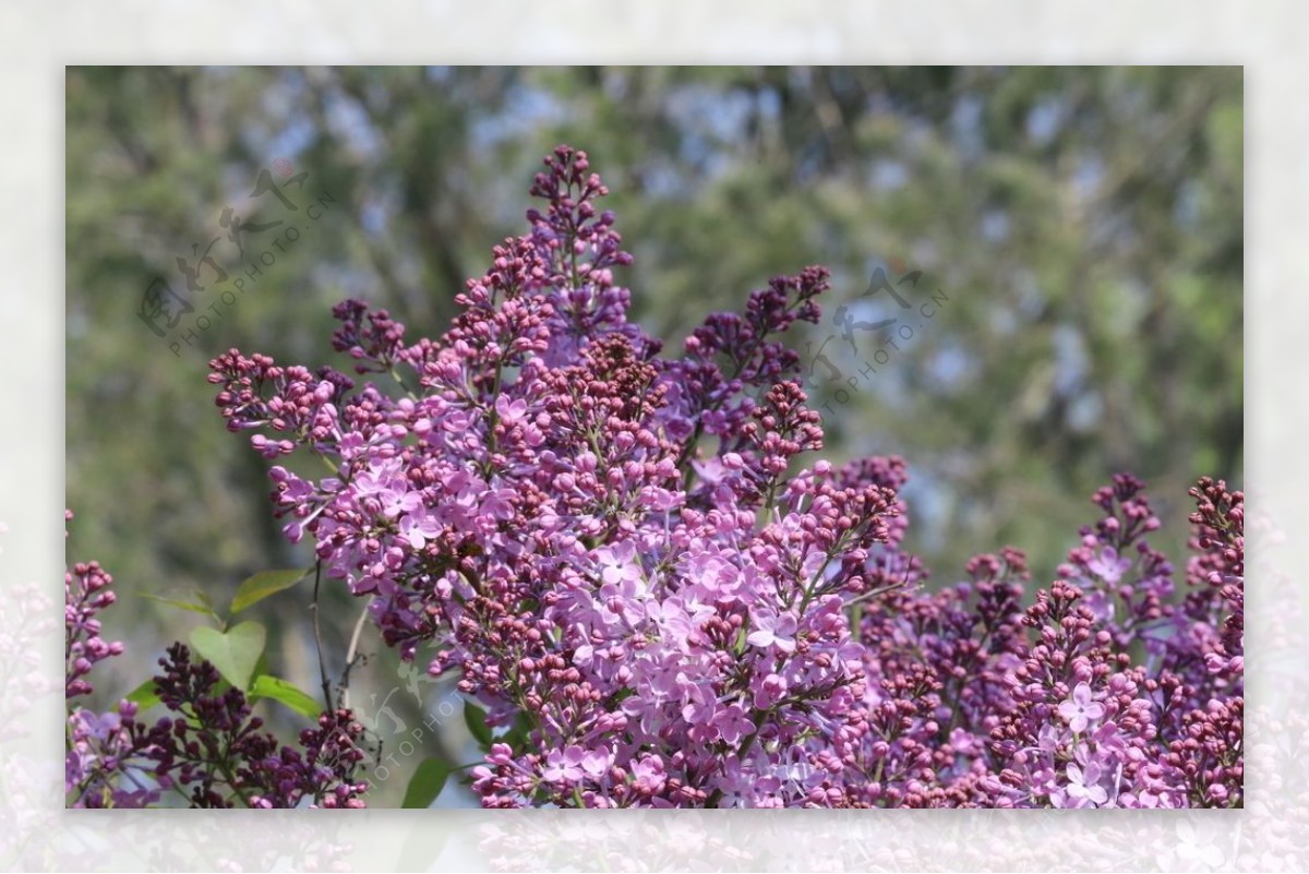 丁香花