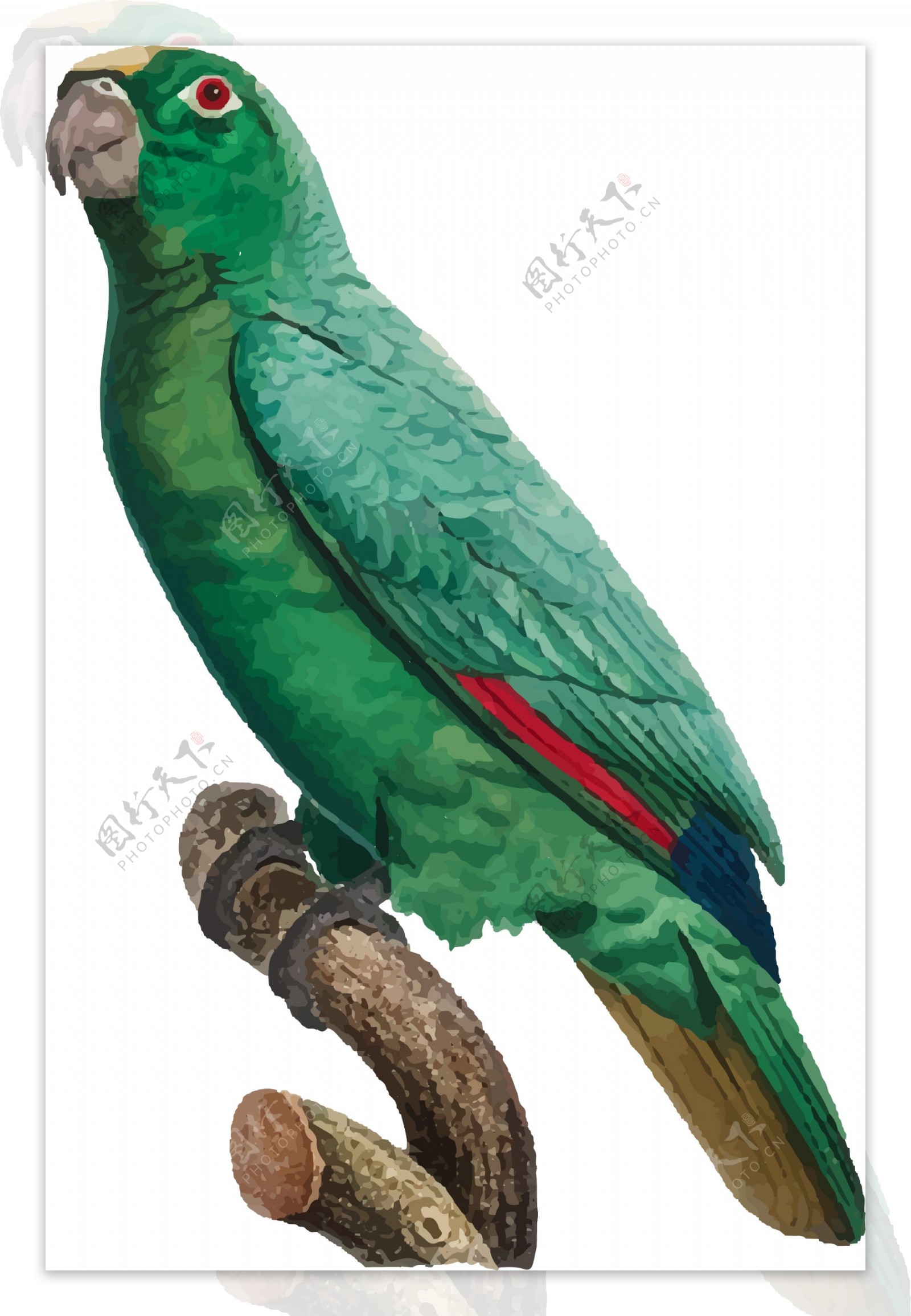 鸟类鹦鹉手绘矢量彩色绿色元素