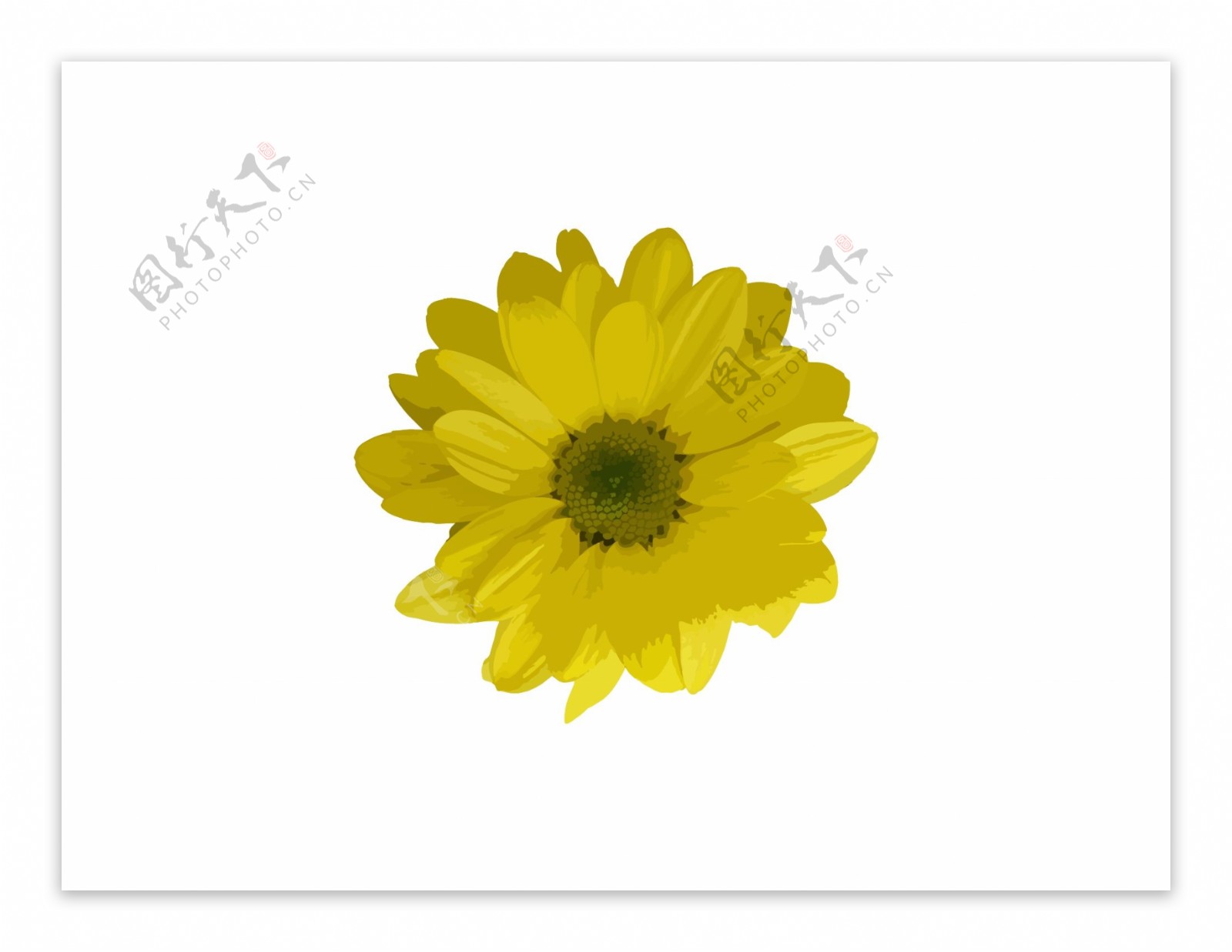 黄色花朵矢量图案