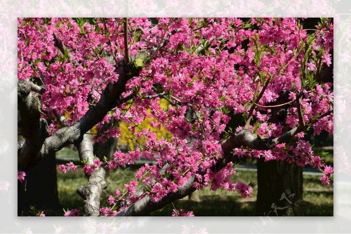 菊花桃