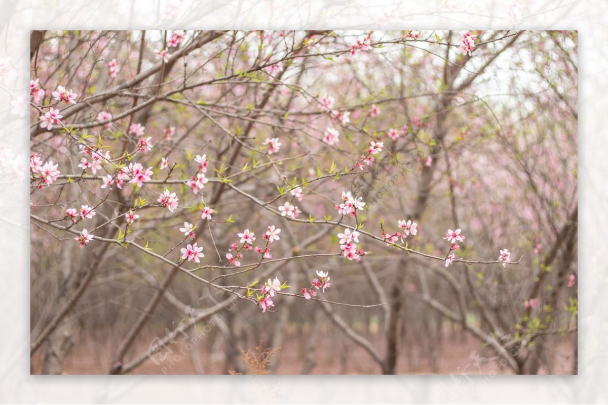 桃花