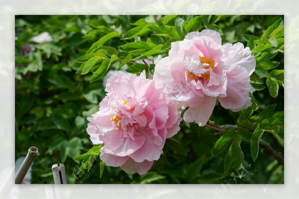 牡丹牡丹花花花卉国花