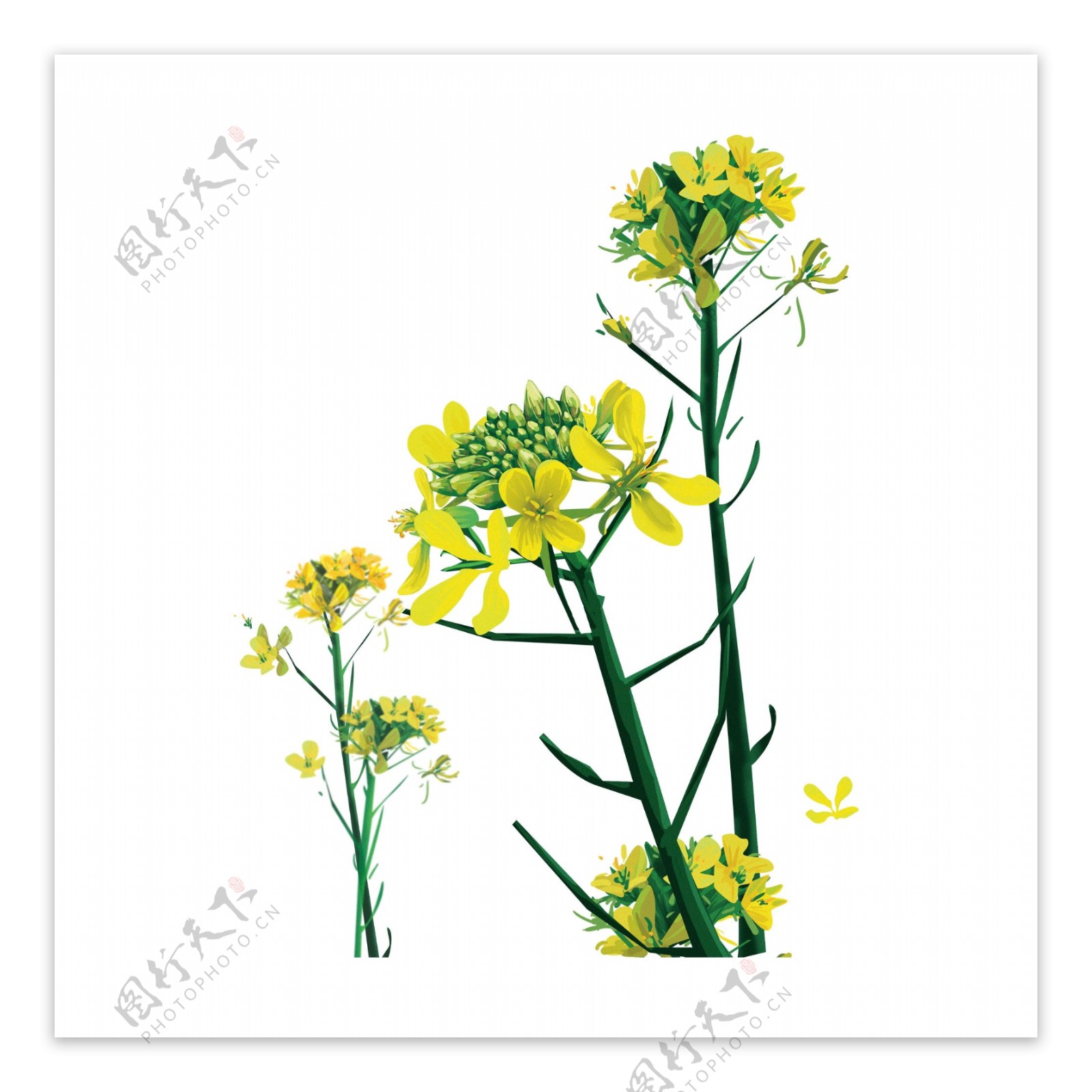 黄绿香花装饰元素