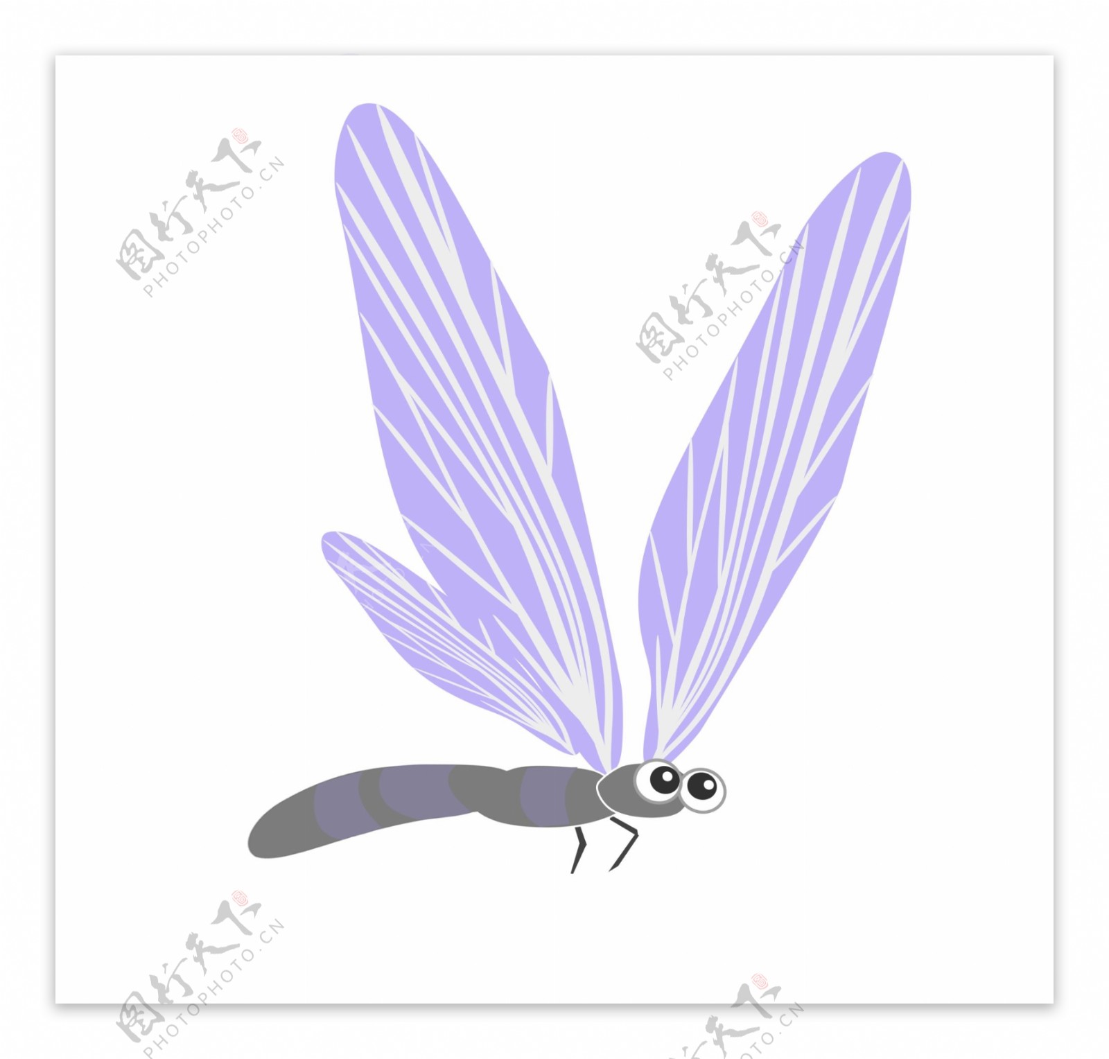 淡紫色蜻蜓