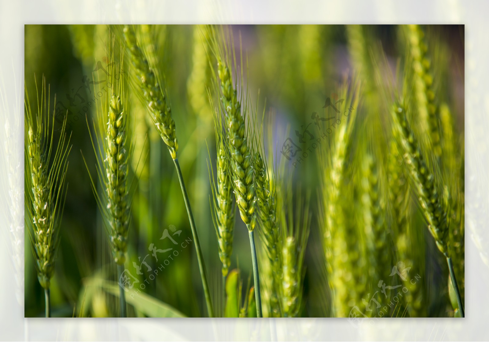 小麦成熟商用摄影2