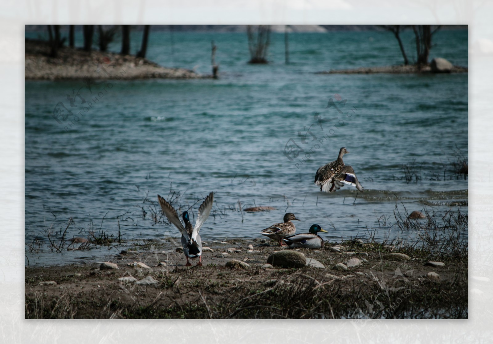 河边池塘的一群鸭子