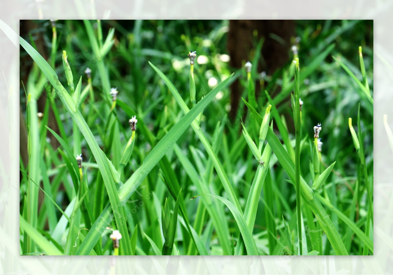 春夏绿色草丛叶子摄影图