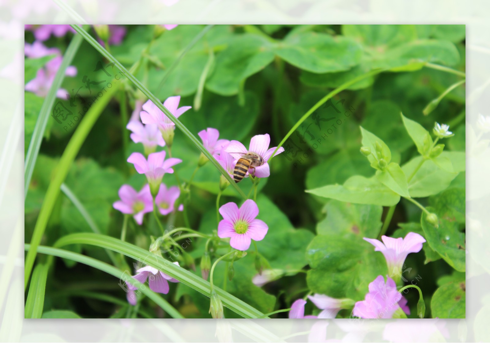 在三叶草花上采蜜的蜜蜂侧面特细