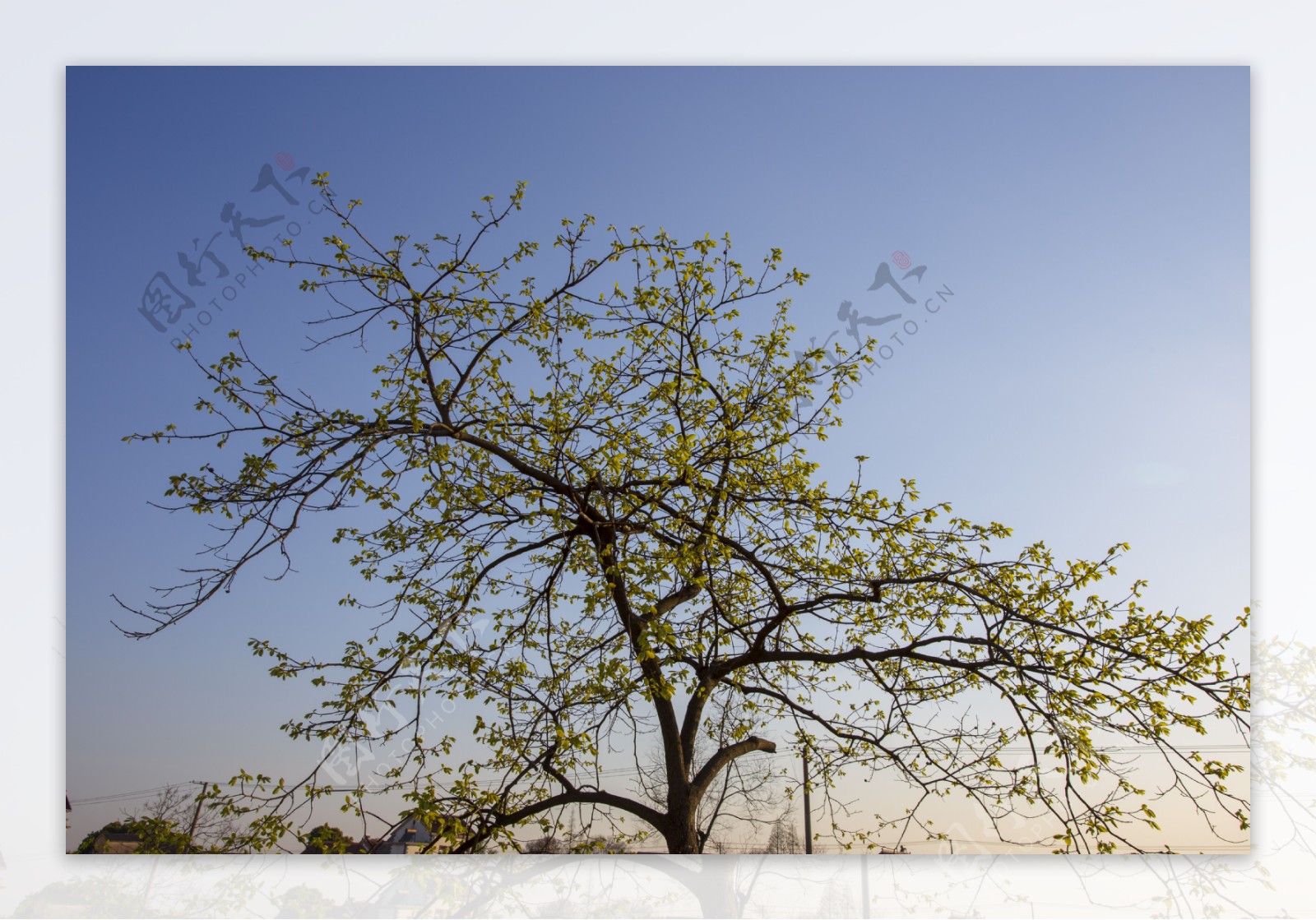 春天柿子树商用摄影