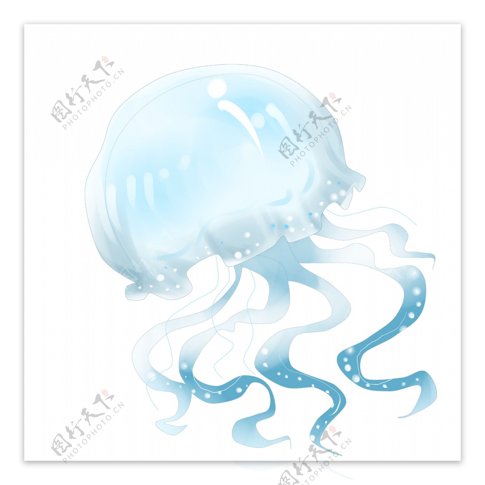 蓝色海洋水母
