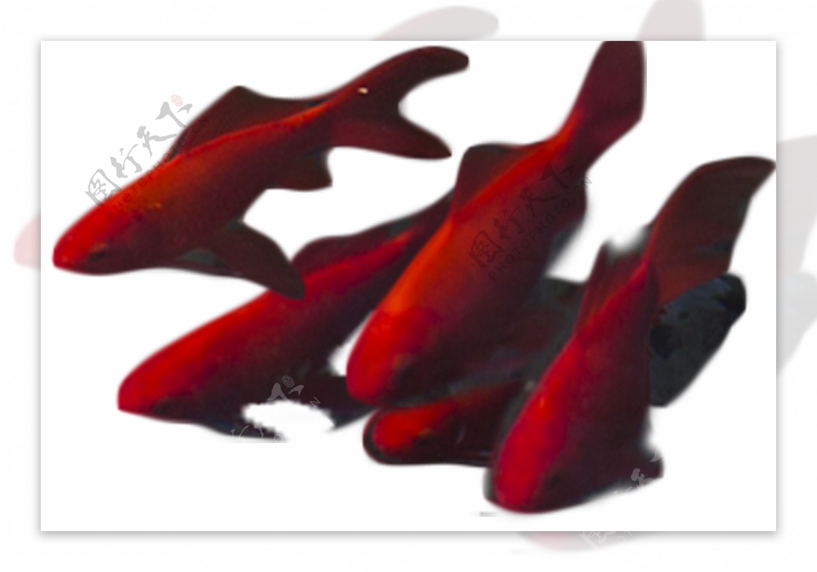 五只红色小鱼游来游去