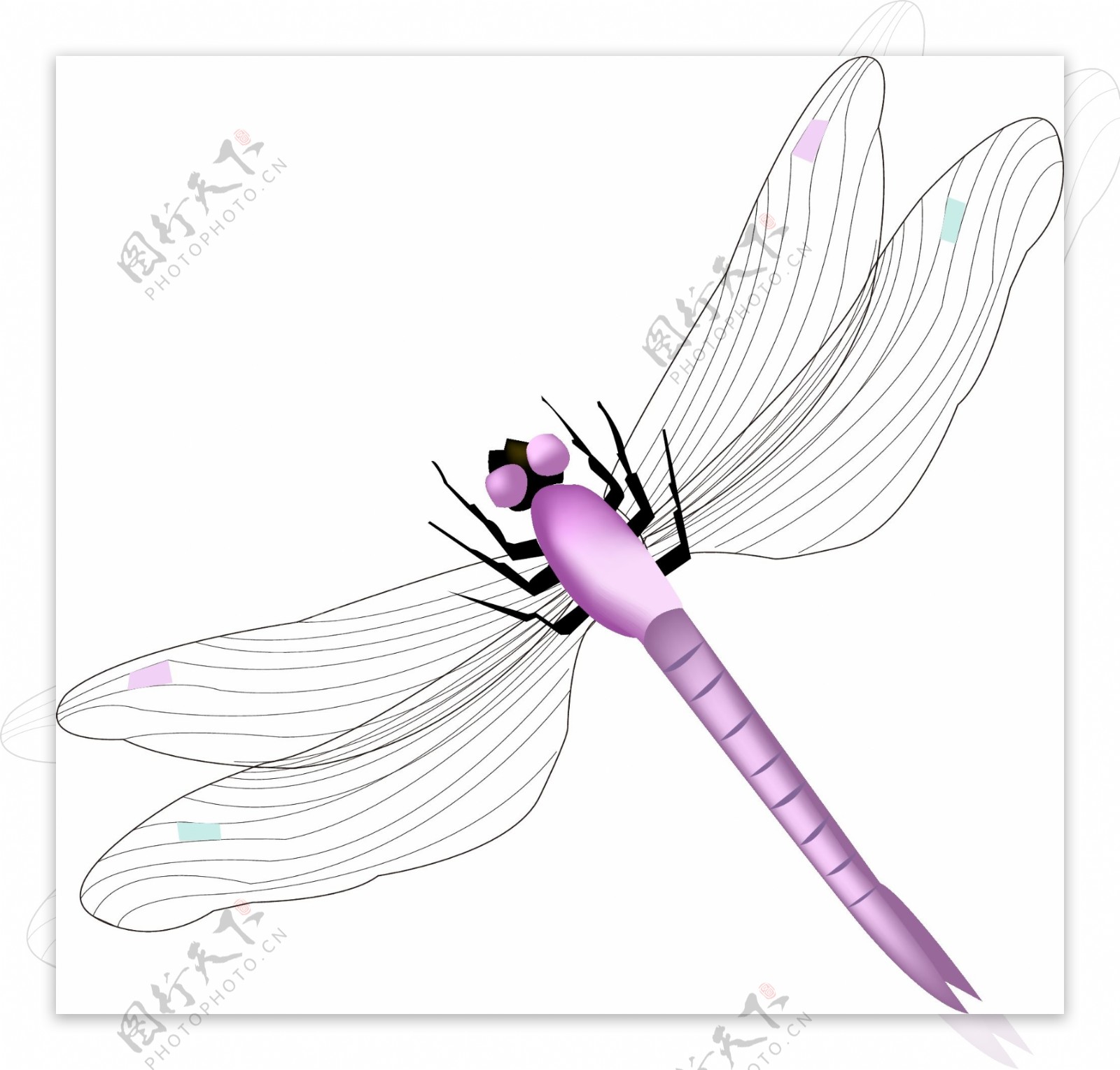 夏天紫色飞行蜻蜓
