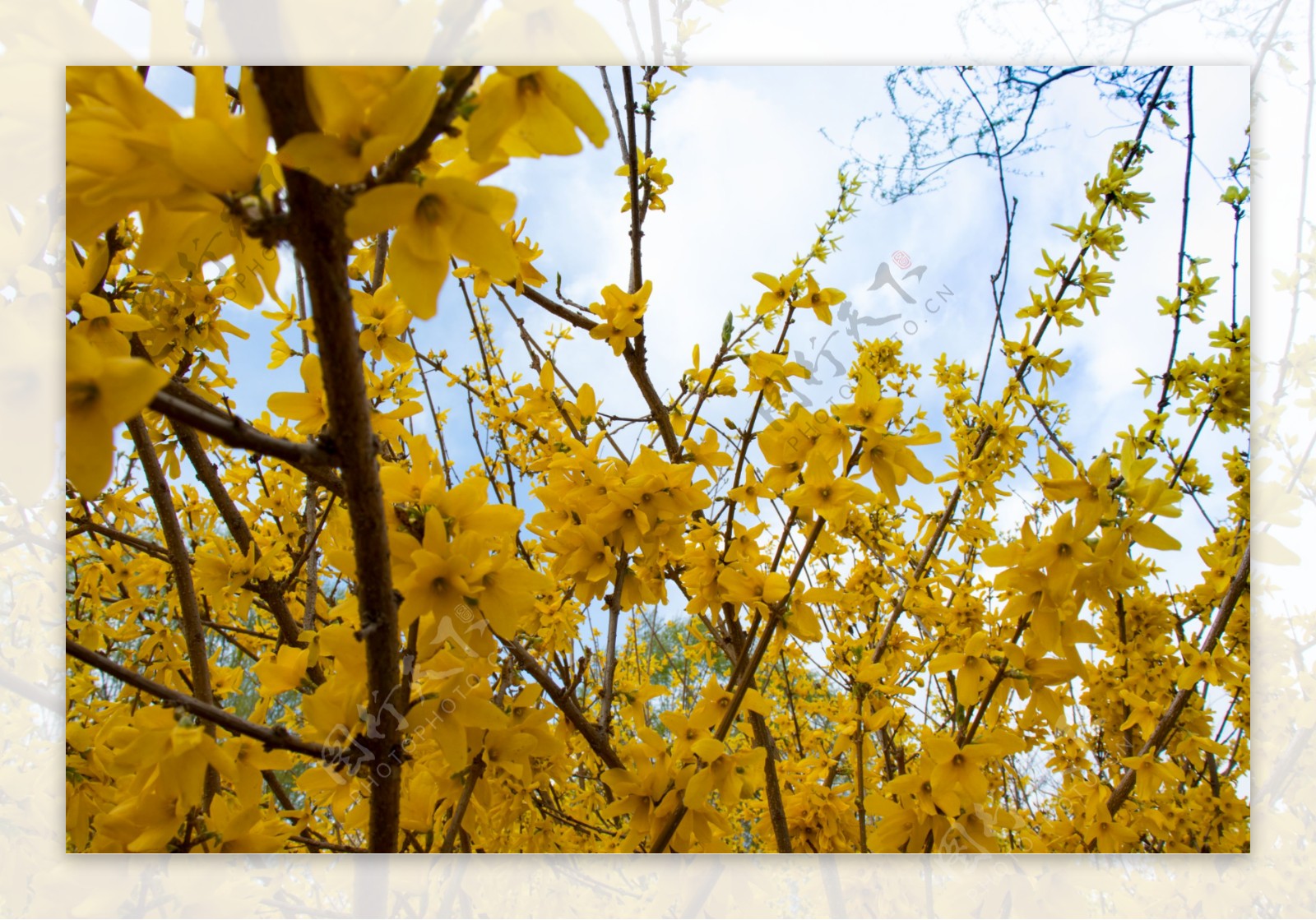 春天黄色花朵植物