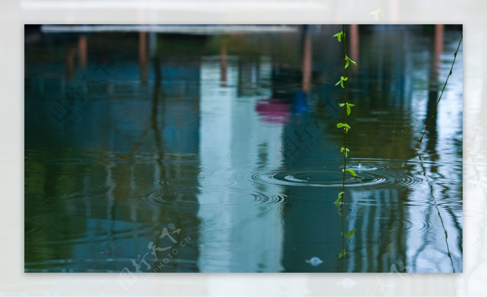 雨中的小池塘涟漪摄影图