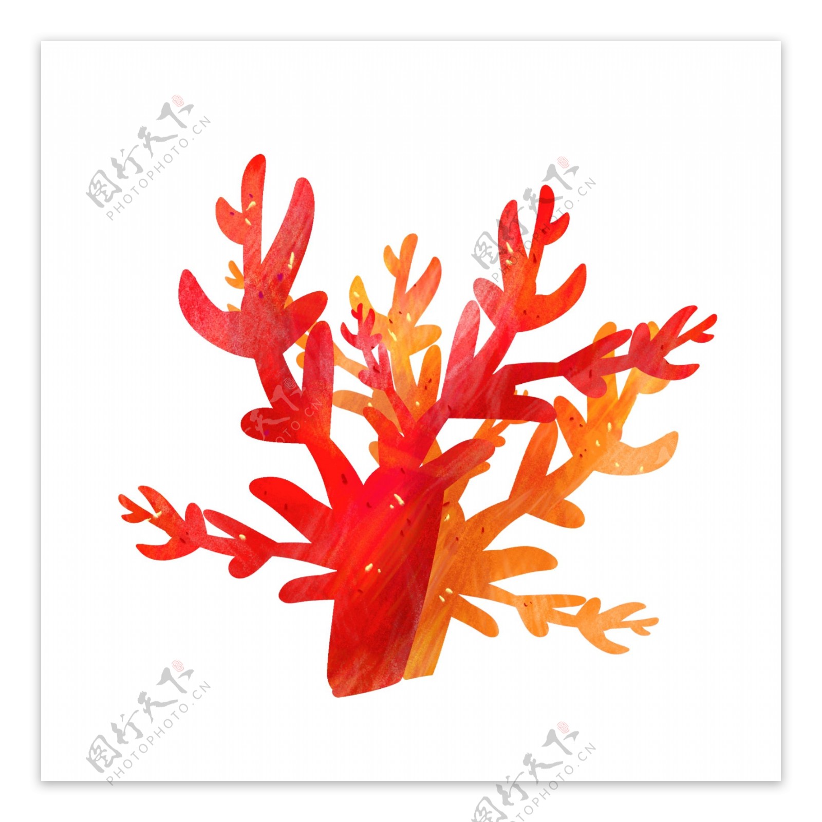 红色水生珊瑚