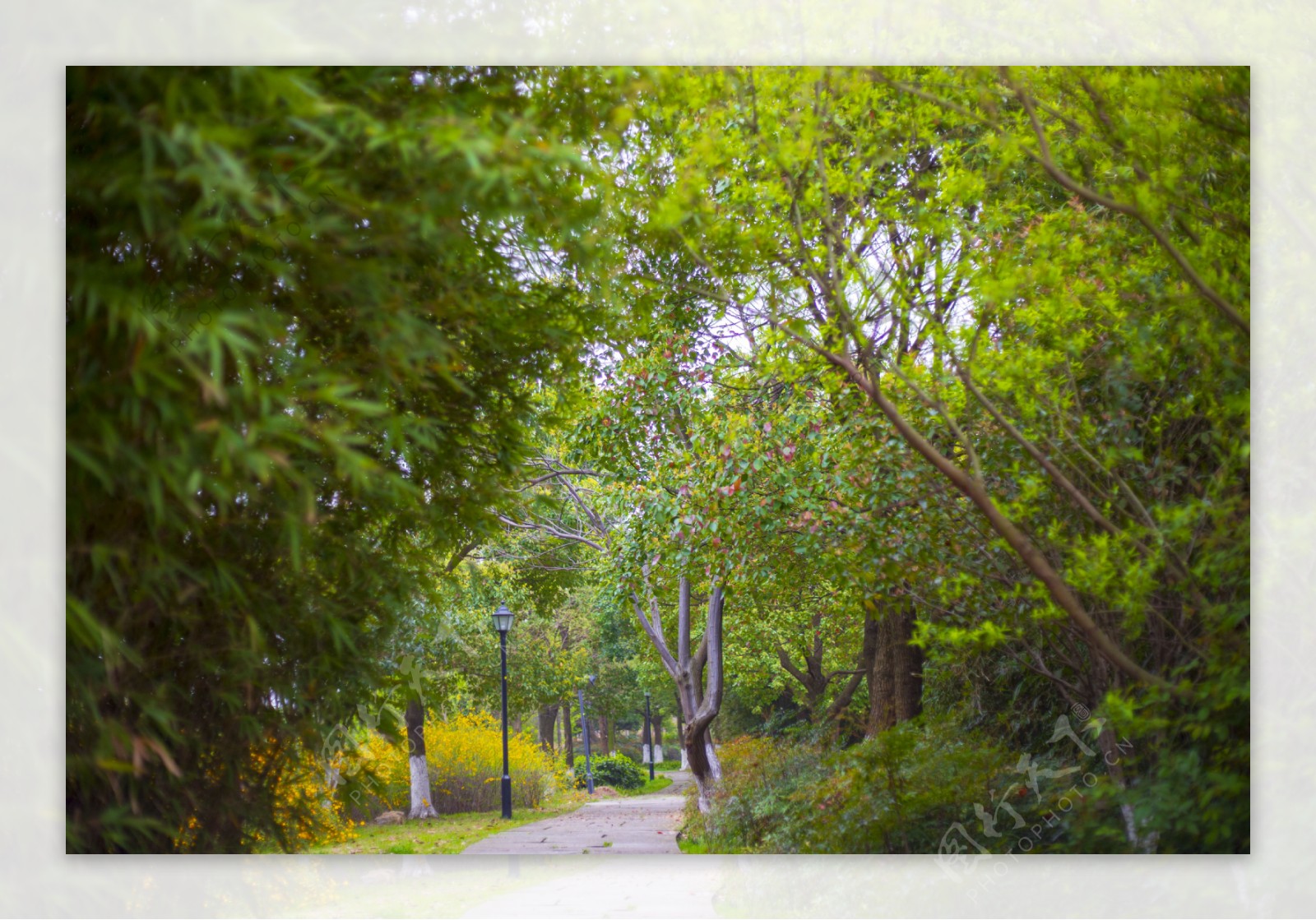 小路的美丽风景商用2