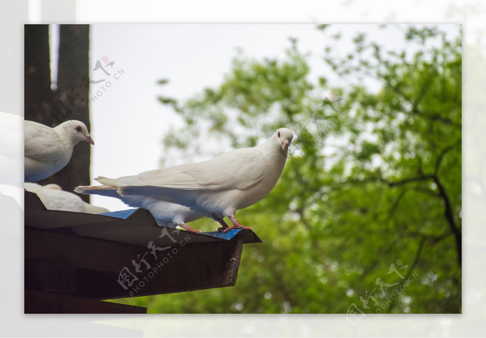 屋顶休息的白色鸽子