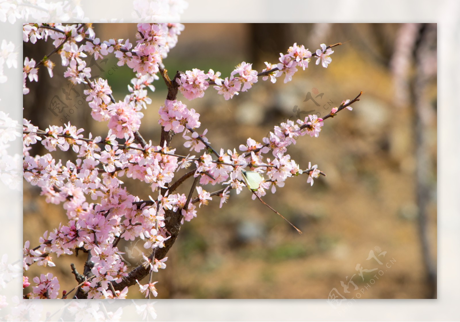 春季出游桃花摄影图