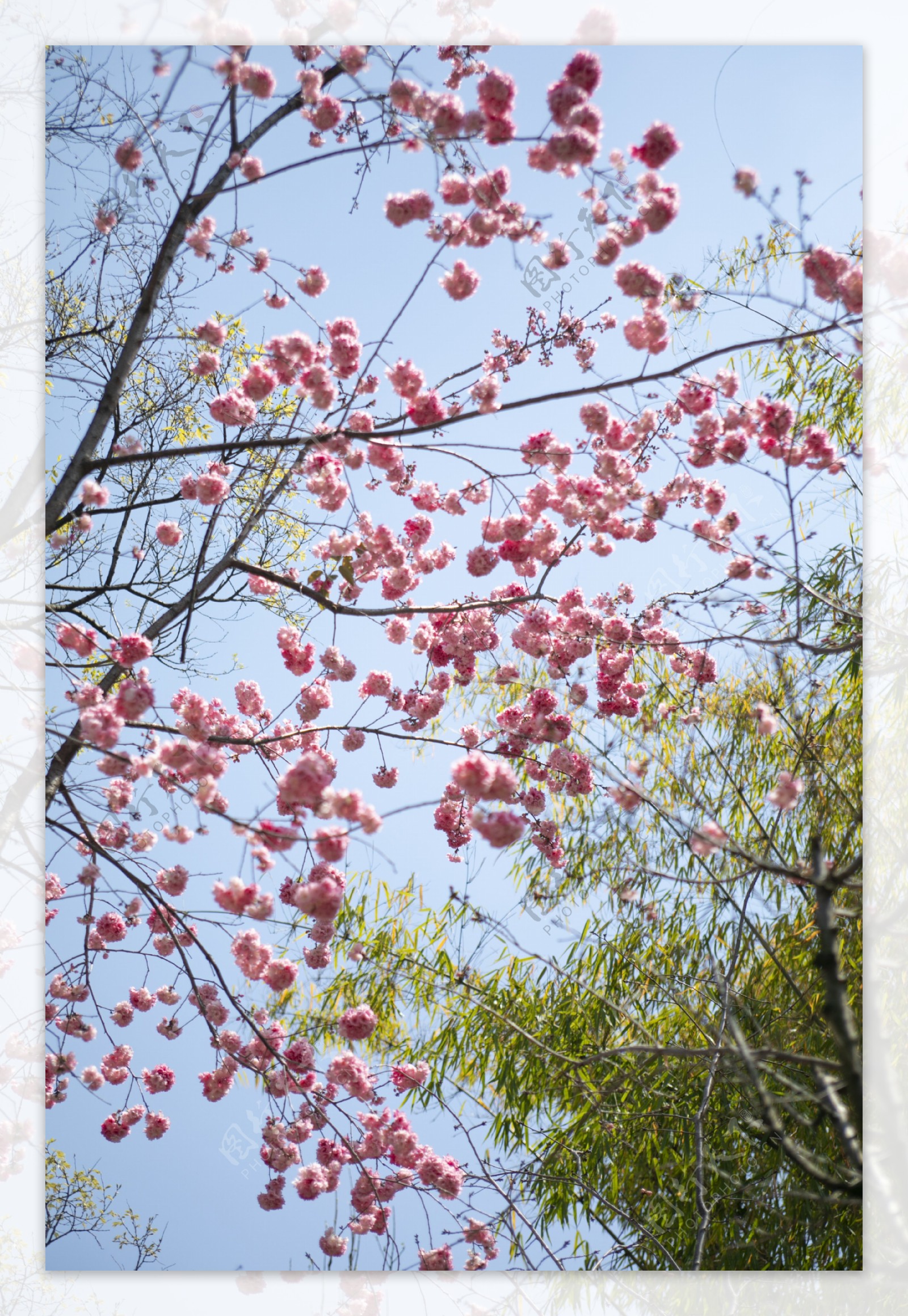 春天杏花桃花繁花盛开31