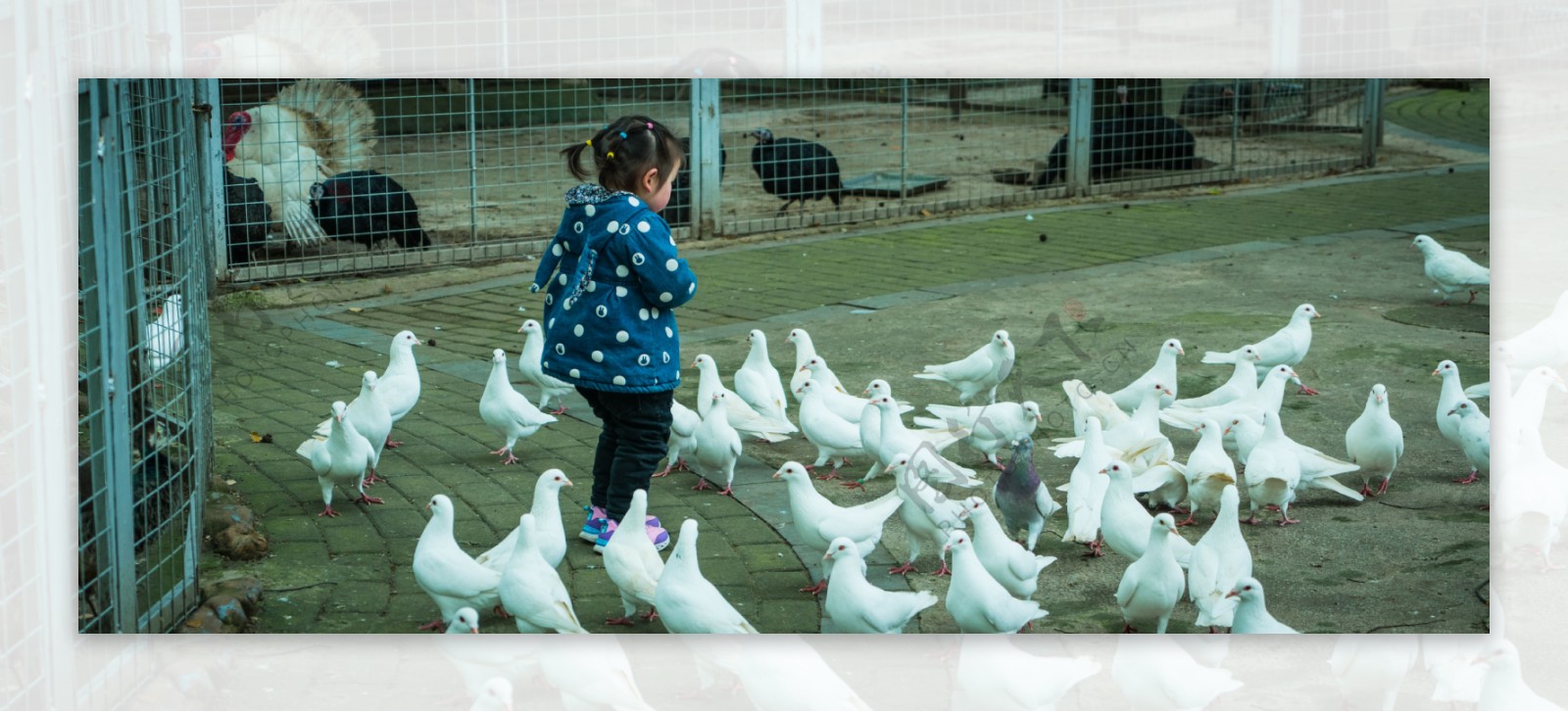 小女孩与一群鸽子