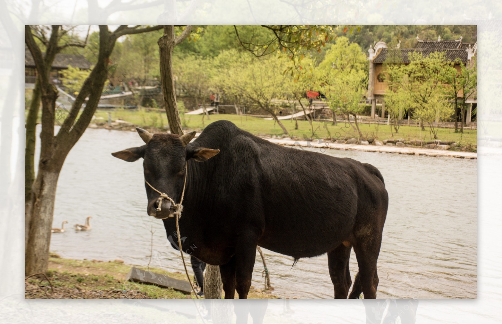 河边悠闲生活的牛