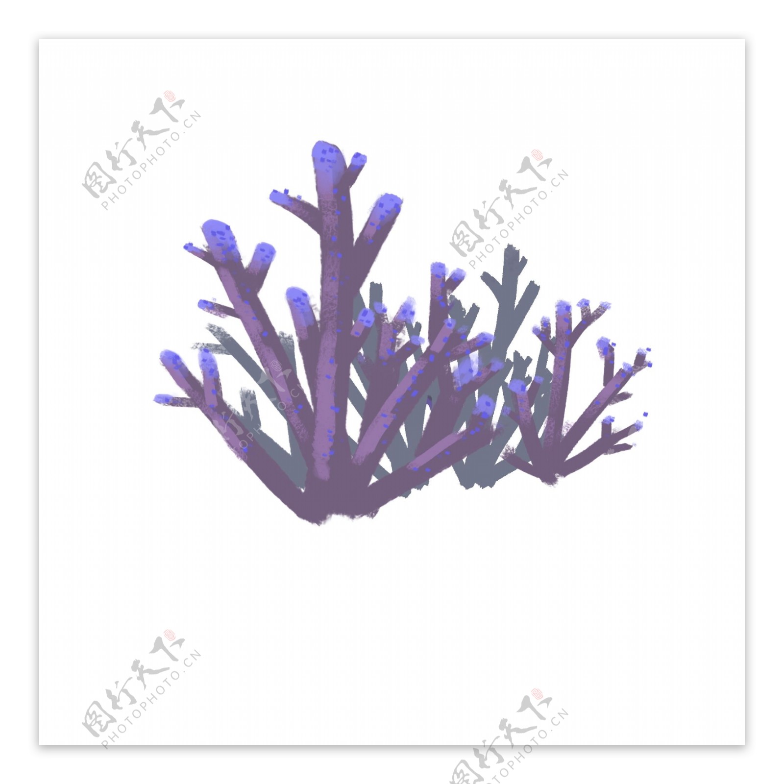 一组紫色珊瑚