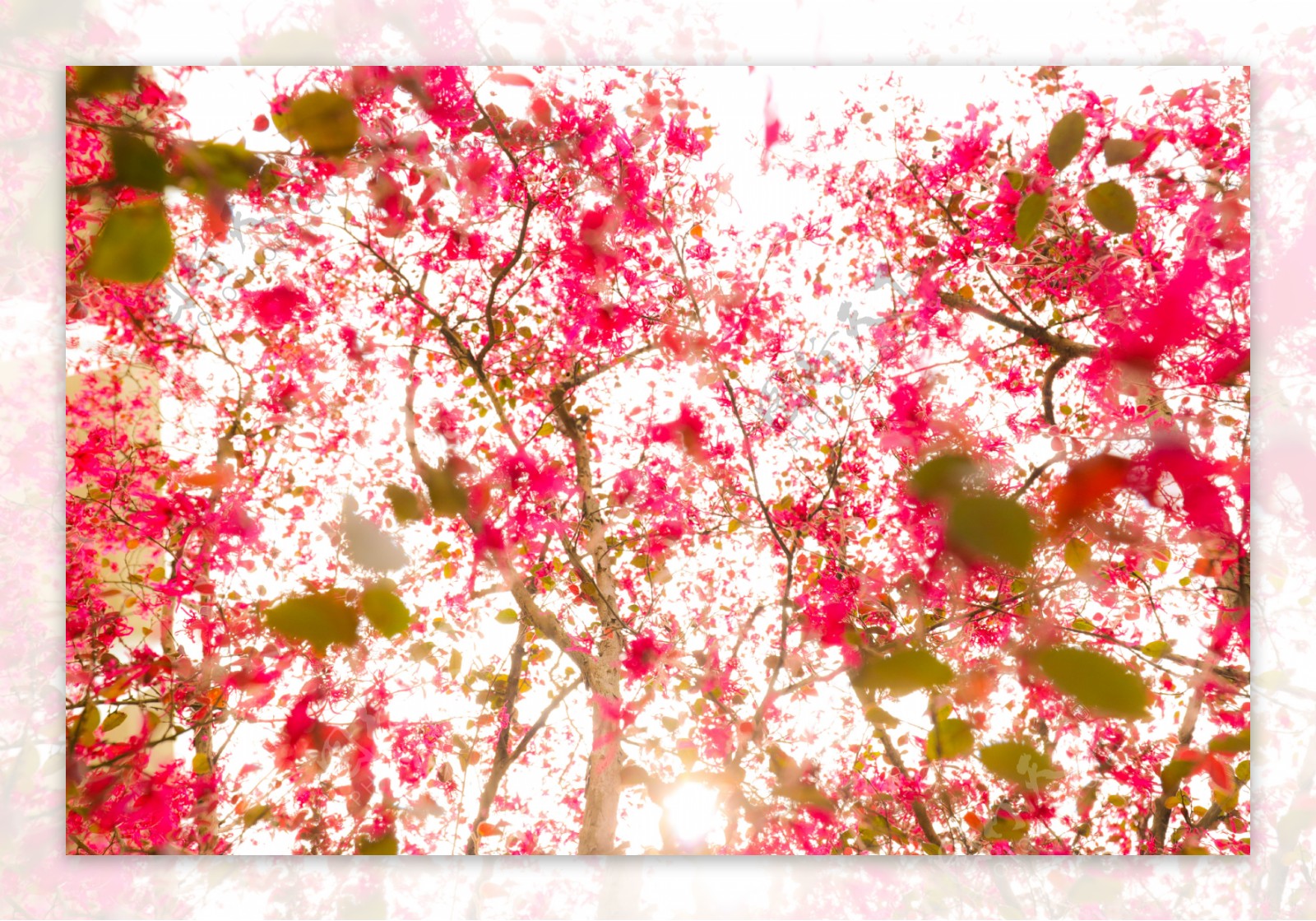 仰拍桃花树摄影图