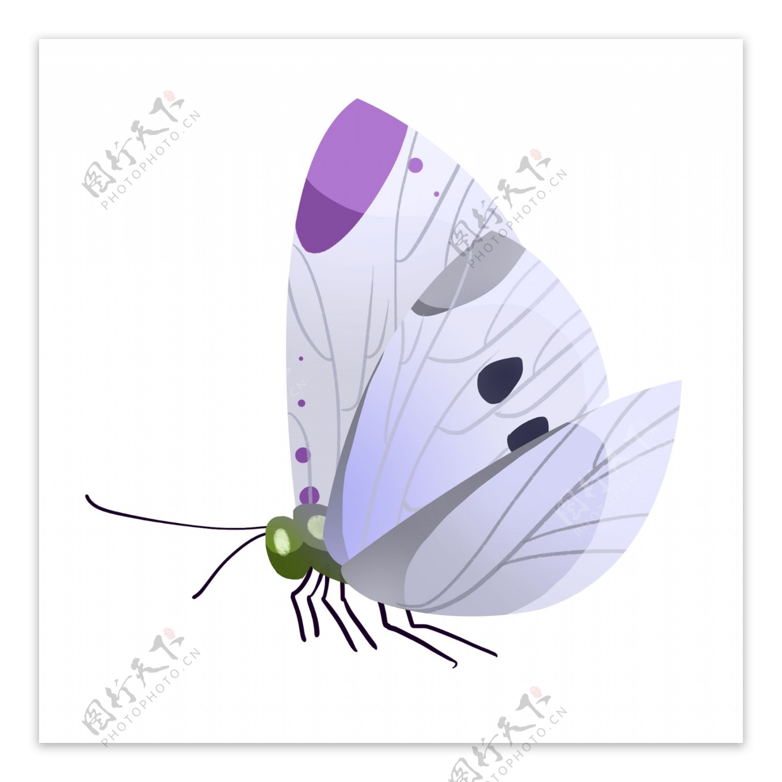 白色的昆虫蝴蝶插画