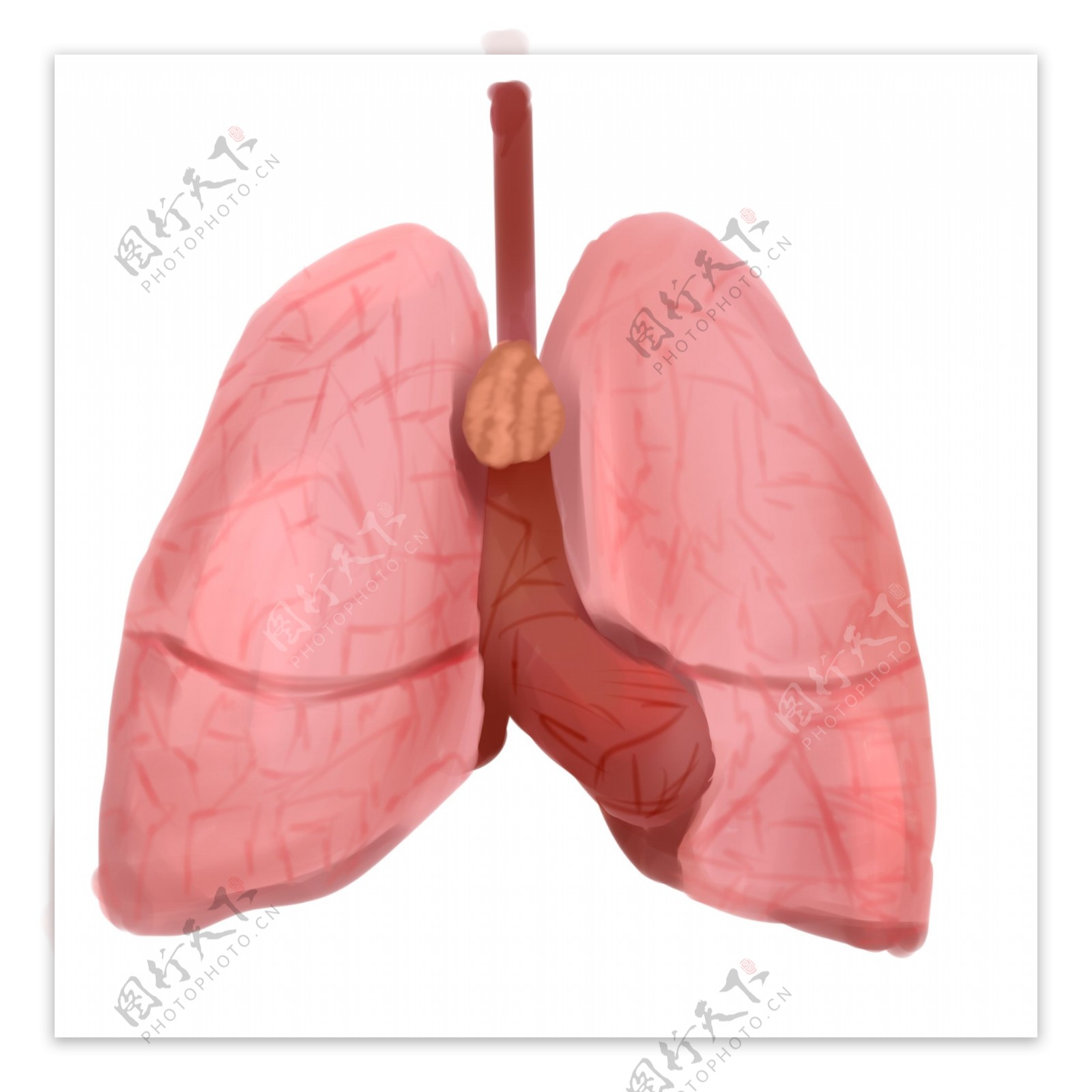 人体器官肺脏插画