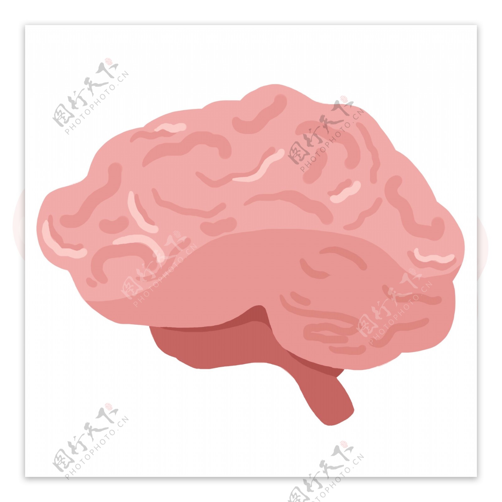 人体器官大脑插画